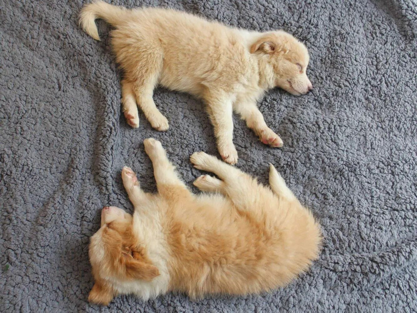 Cozy Calming™ Blanket