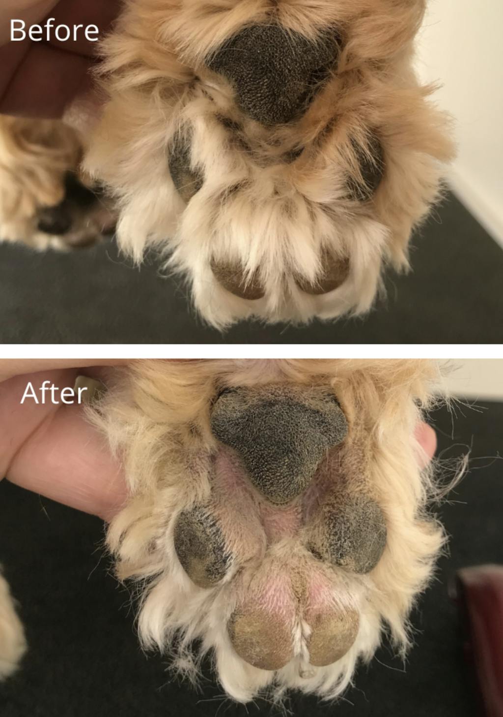 Trim fur between shop dog pads