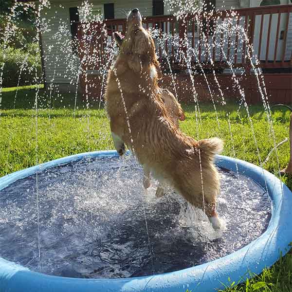 FidoSplash™ The splash pad that makes your pup glad! FidoFaves