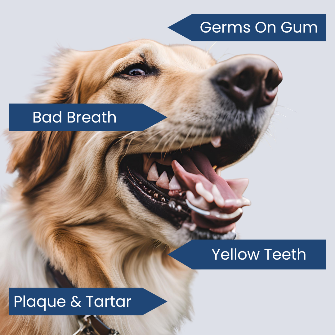 SmilePup™️ - healthy teeth in 30 seconds