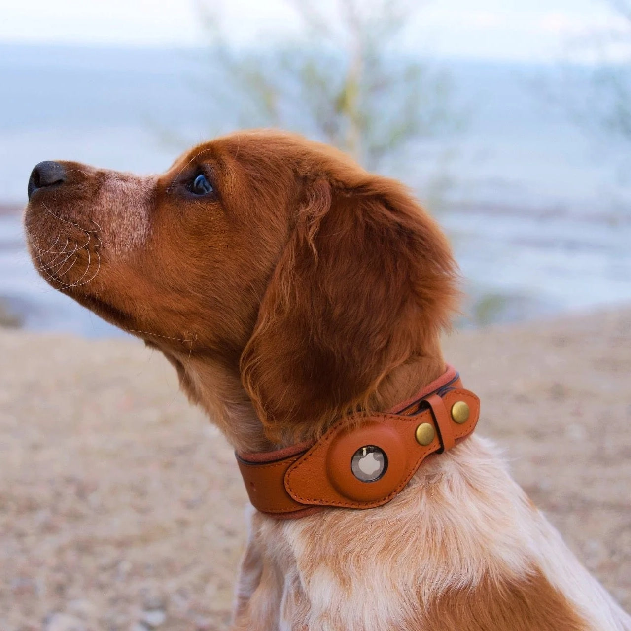 FidoTrack™ - GPS Dog Collar