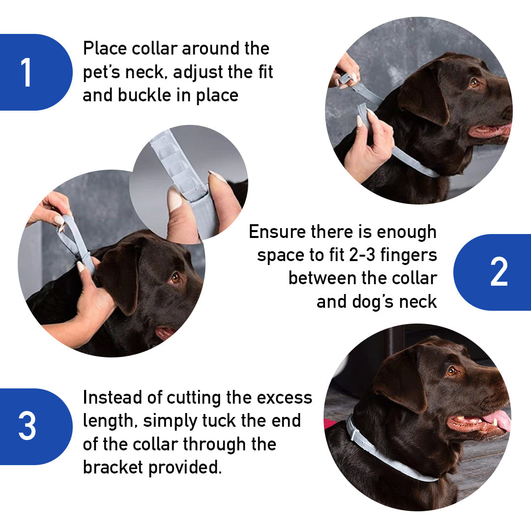 Flea and tick collar that last 8 months best sale